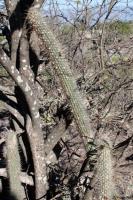 Cleistocactus baumannii RFPA 222.01.jpg